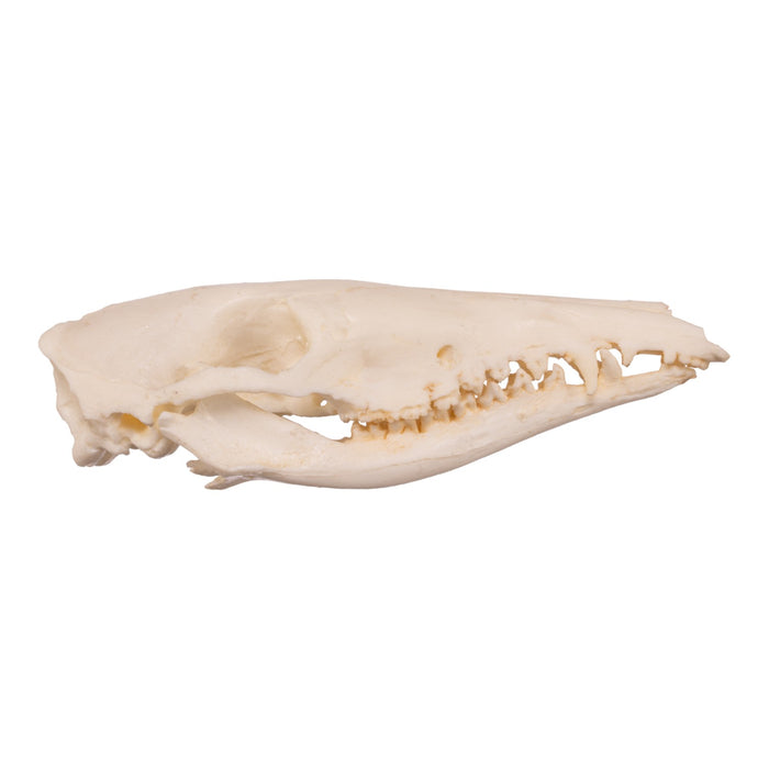 Replica Long-nosed Bandicoot Skull