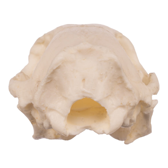 Replica Long-nosed Bandicoot Skull