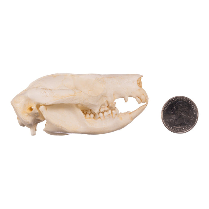 Replica Brush-tail Possum Skull