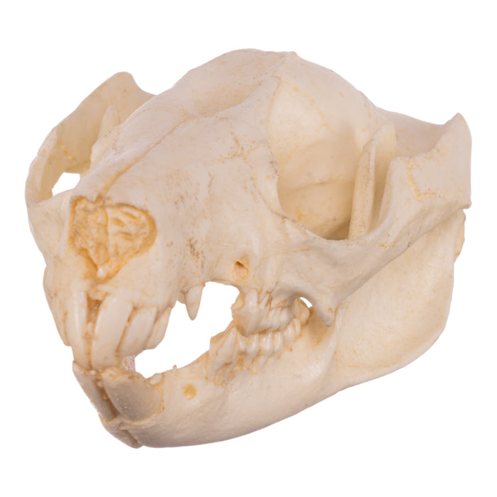 Replica Brush-tail Possum Skull