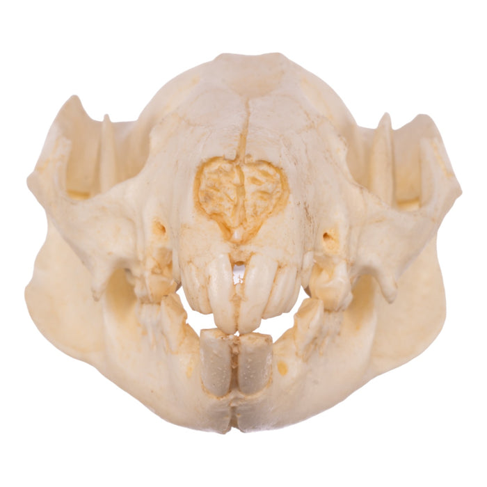 Replica Brush-tail Possum Skull