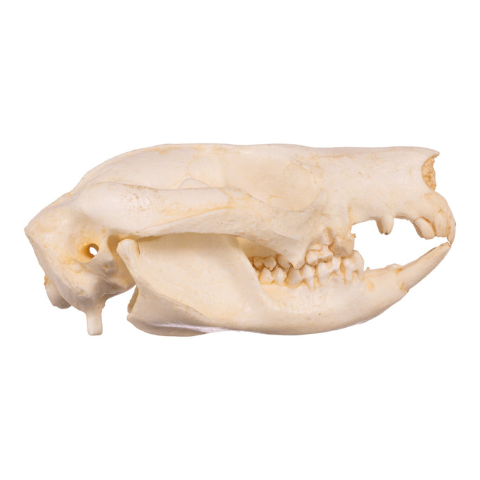 Replica Brush-tail Possum Skull