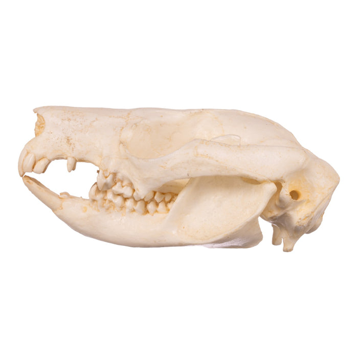 Replica Brush-tail Possum Skull