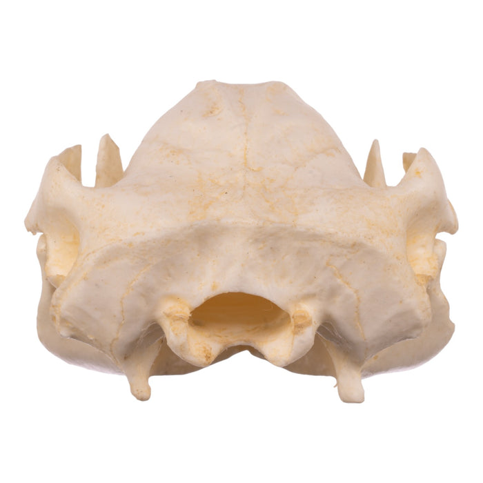 Replica Brush-tail Possum Skull