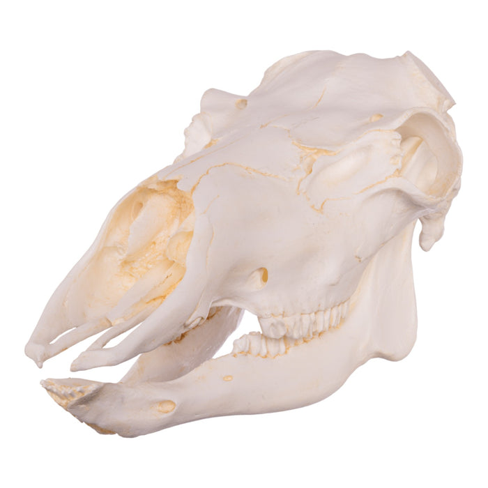 Replica Caribou Skull