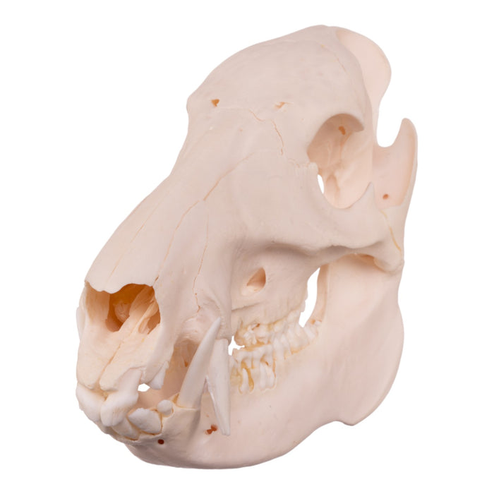 Real Peccary Skull - Adolescent