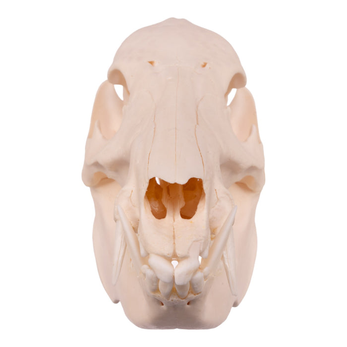 Real Adolescent Peccary Skull For Sale — Skulls Unlimited International ...