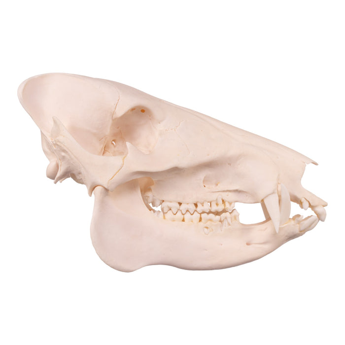 Real Peccary Skull - Adolescent