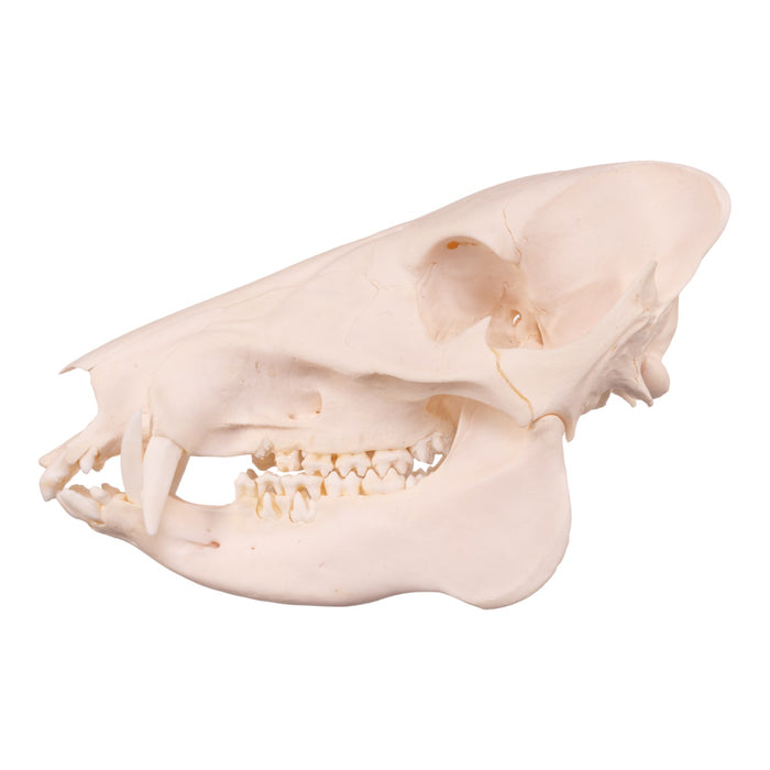 Real Peccary Skull - Adolescent