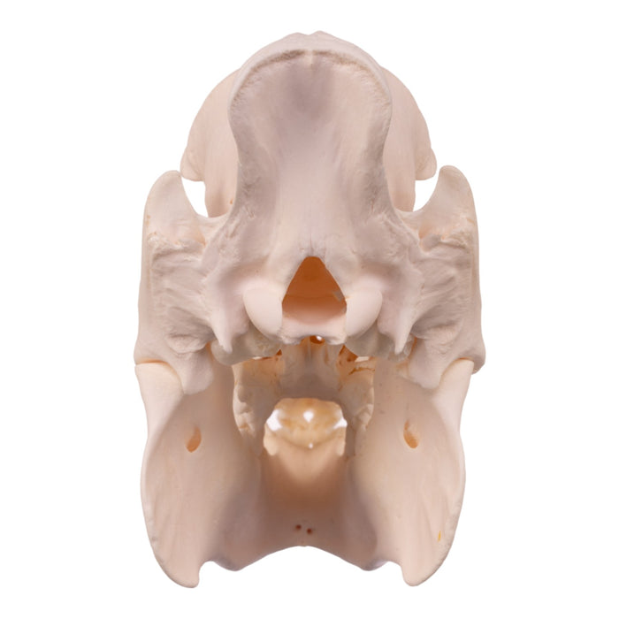 Real Peccary Skull - Adolescent