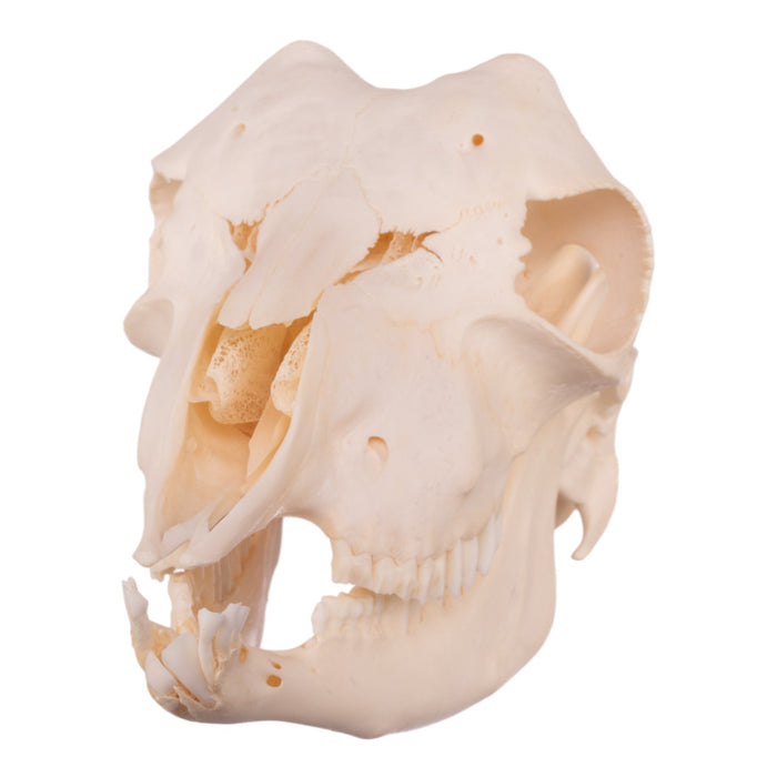 Real Domestic Goat Skull - Adolescent