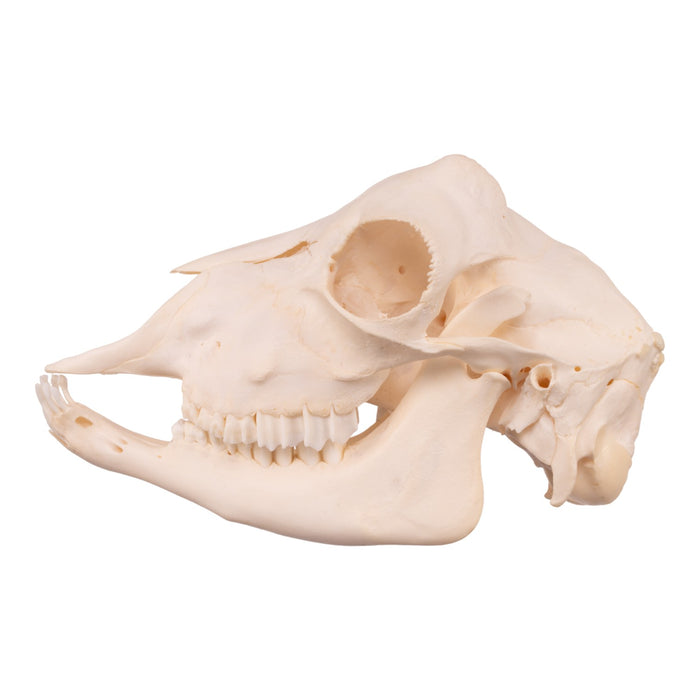 Real Domestic Goat Skull - Adolescent