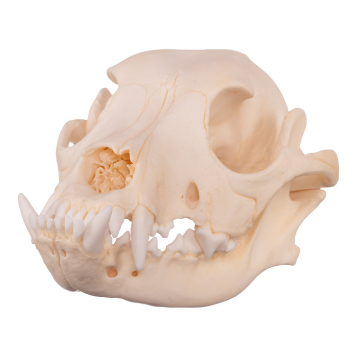 Real Domestic Dog Skull - Boxer