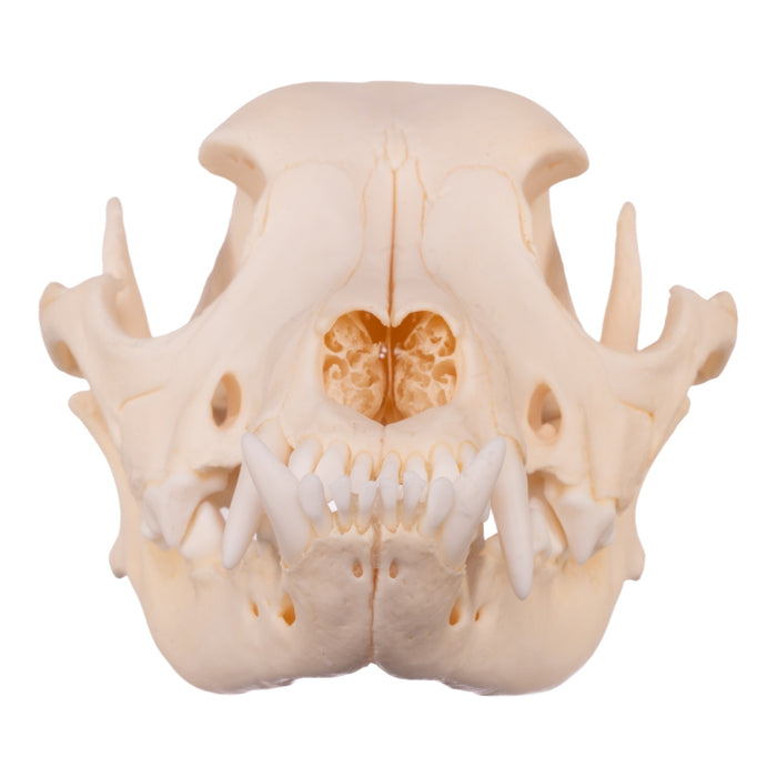 Real Boxer Skull For Sale — Skulls Unlimited International, Inc.