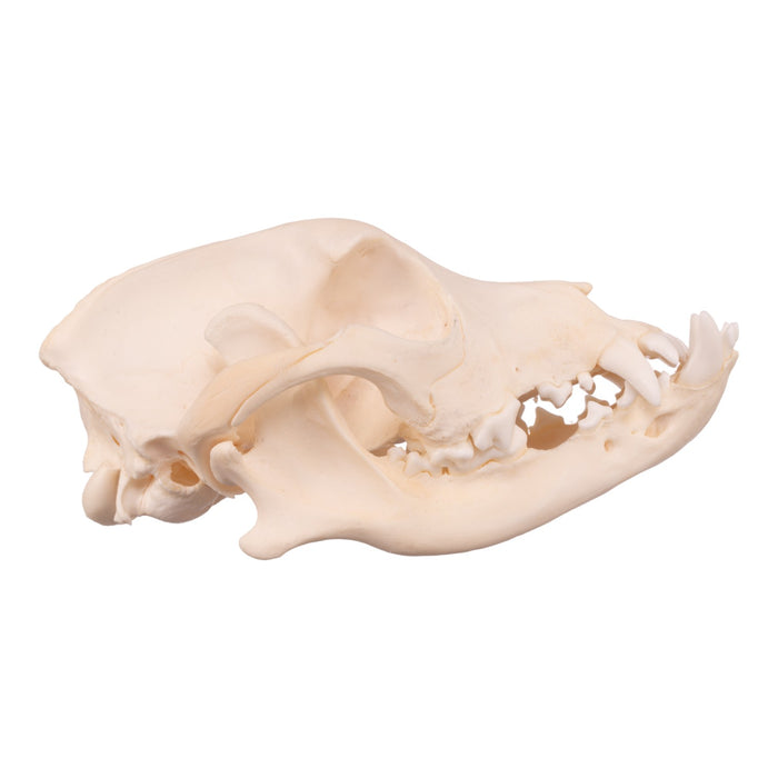 Real Domestic Dog Skull - Boxer