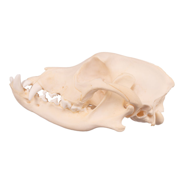 Real Boxer Skull For Sale — Skulls Unlimited International, Inc.