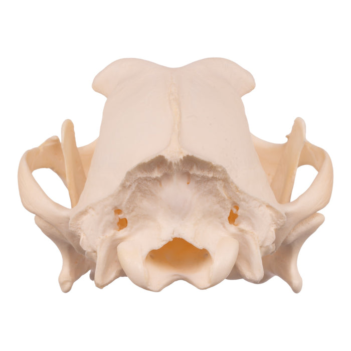 Real Boxer Skull For Sale — Skulls Unlimited International, Inc.