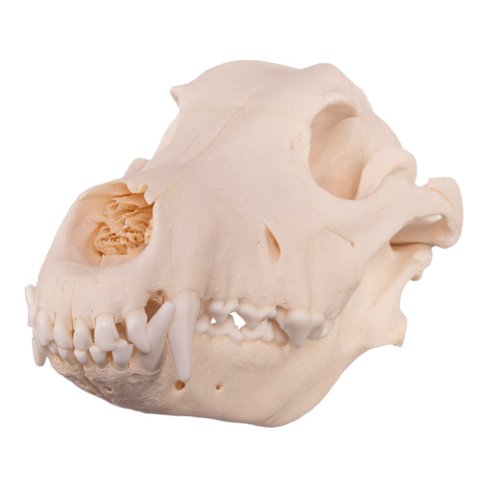 Real Domestic Dog Skull - German Shepherd