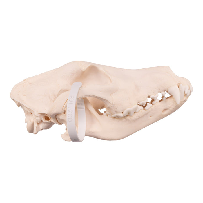 Real Domestic Dog Skull - German Shepherd