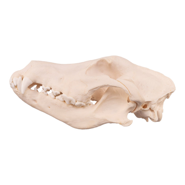 Real Domestic Dog Skull - German Shepherd