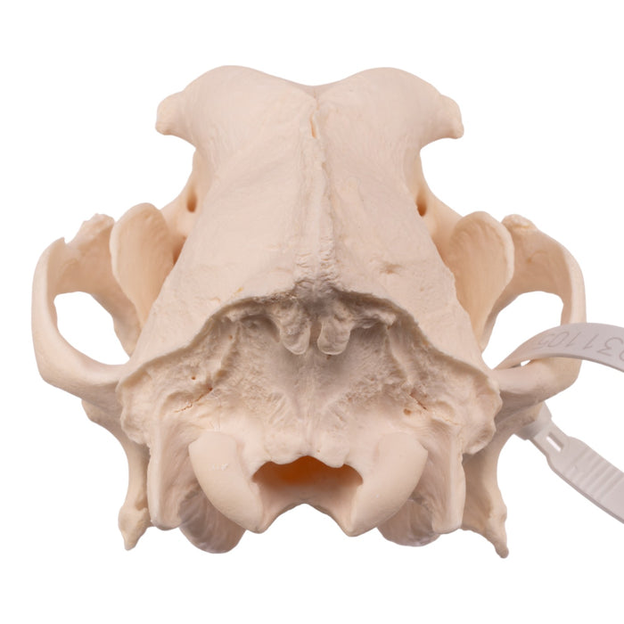 Real Domestic Dog Skull - German Shepherd