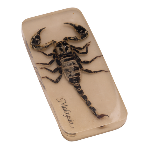 Real Scorpion In Acrylic