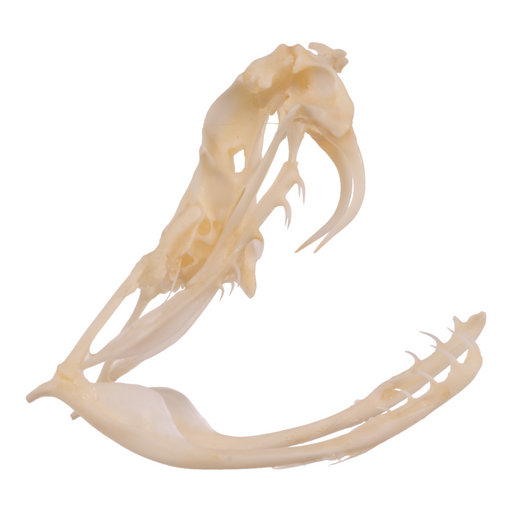 Real Western Diamondback Rattlesnake Skull