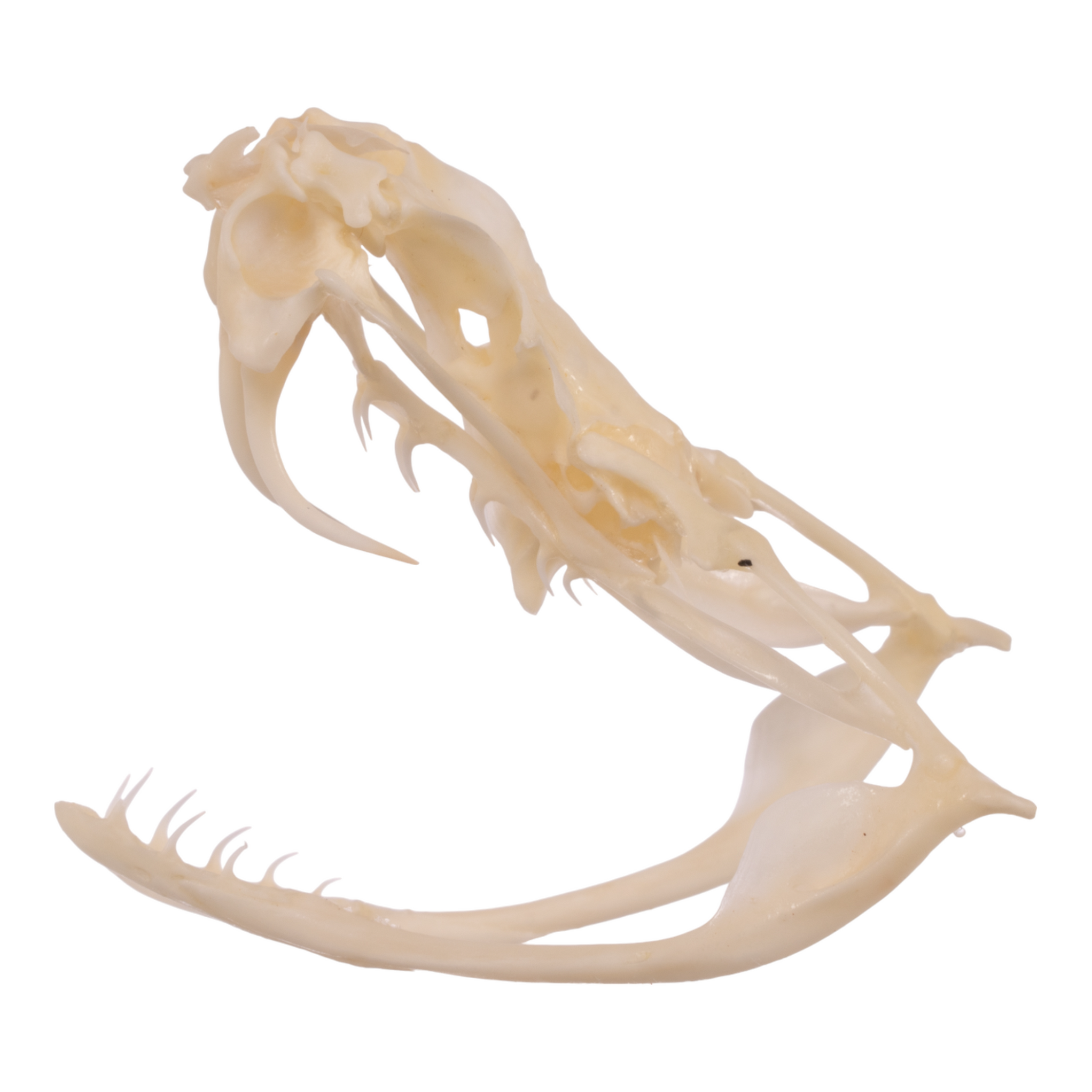 Rattlesnake Skull For Sale