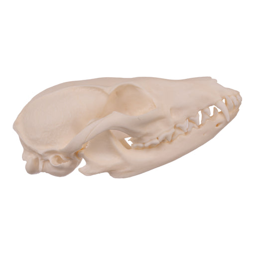 Real Gray Fox Skull