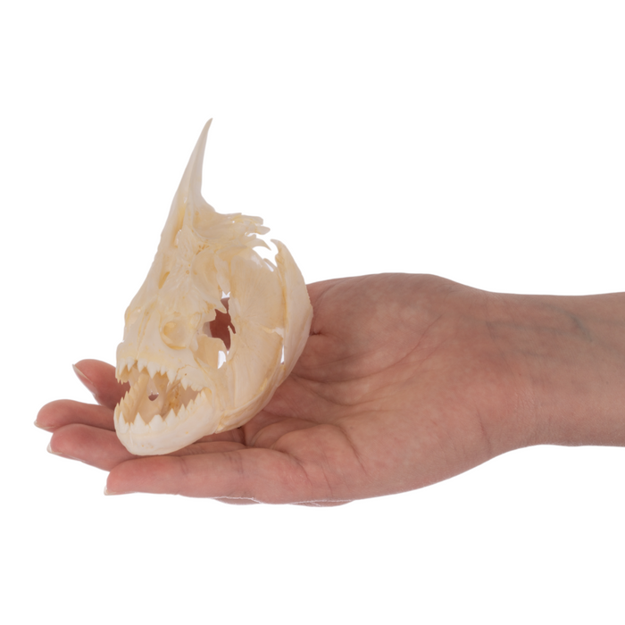 Real Redeye Piranha Skull