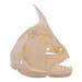 Real Redeye Piranha Skull