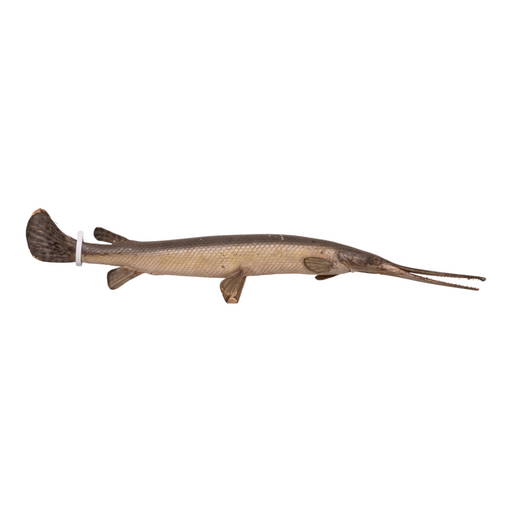 Real Longnose Gar Taxidermy Mount