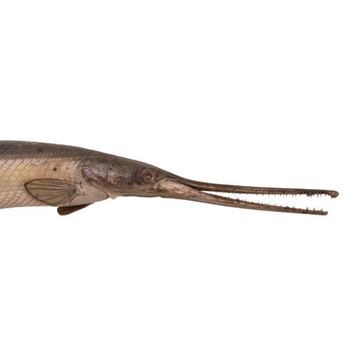 Real Longnose Gar Taxidermy Mount