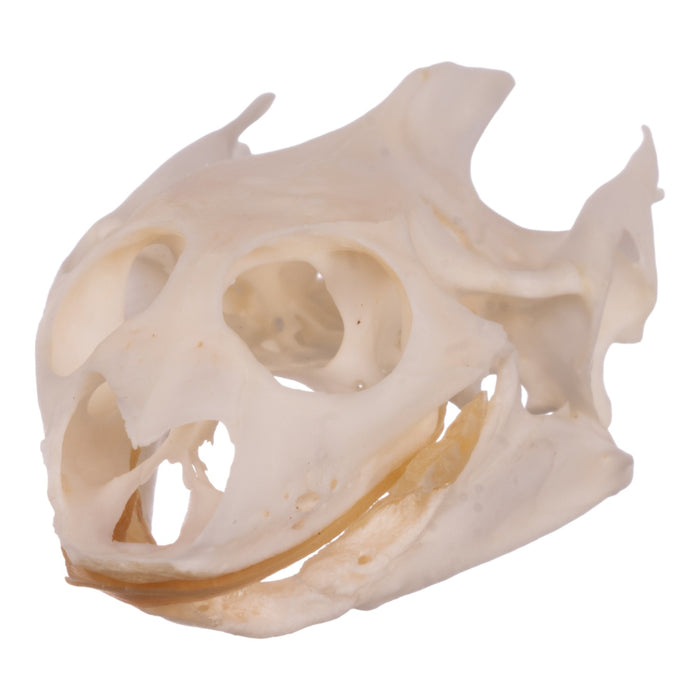 Real Softshell Turtle Skull and Shell