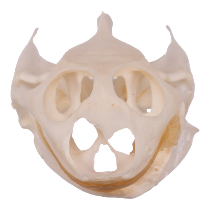 Real Softshell Turtle Skull and Shell