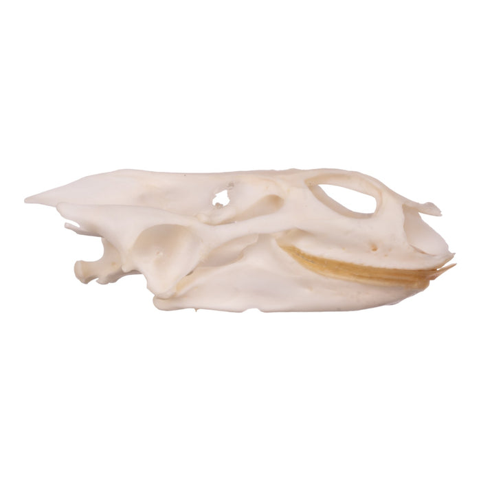 Real Softshell Turtle Skull and Shell For Sale — Skulls Unlimited ...