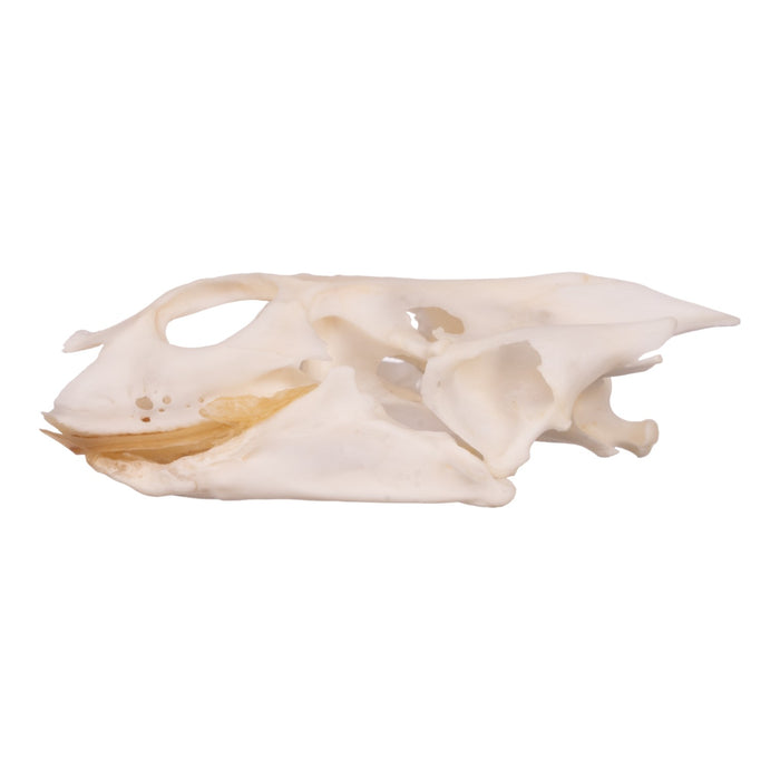 Real Softshell Turtle Skull and Shell For Sale — Skulls Unlimited ...