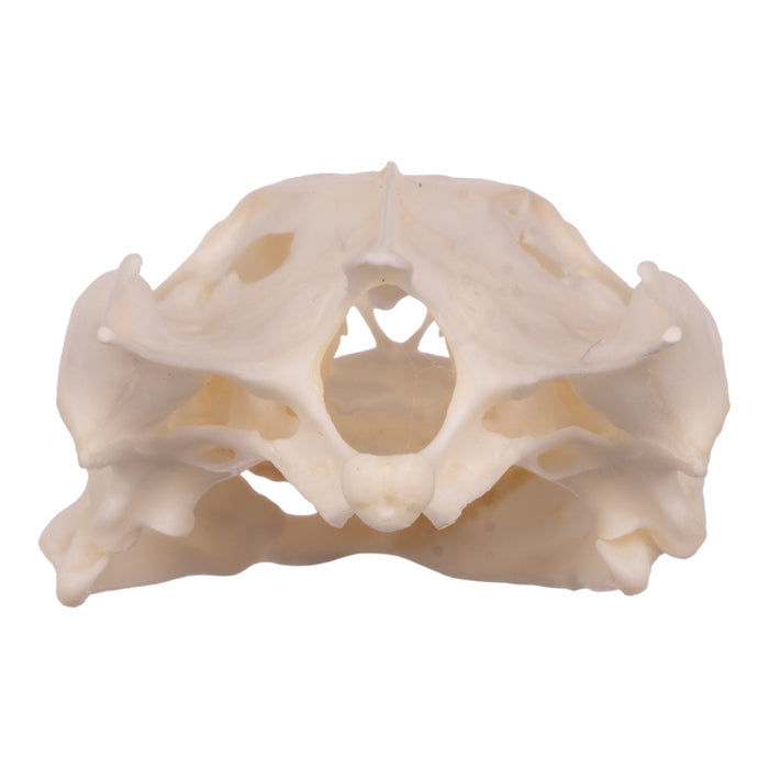 Real Softshell Turtle Skull and Shell