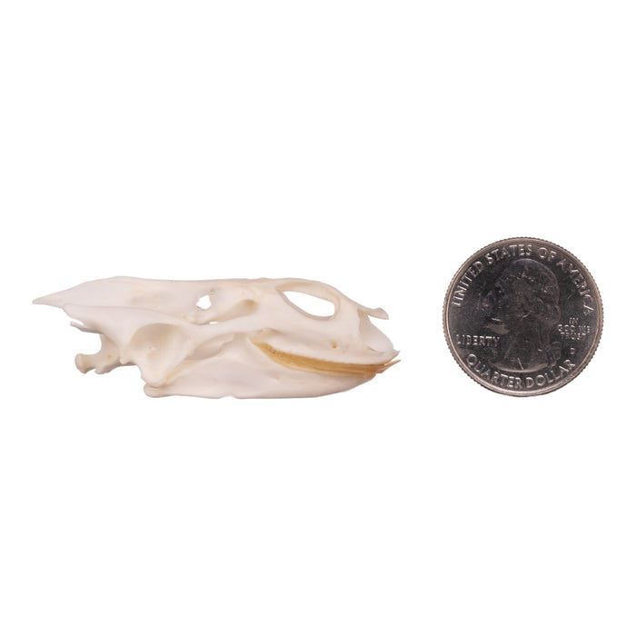 Real Softshell Turtle Skull and Shell For Sale — Skulls Unlimited ...