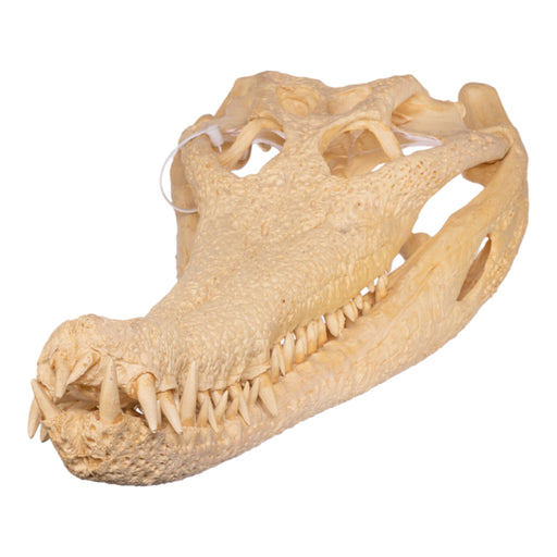 Replica False Gavial Skull (28 in.) — Skulls Unlimited