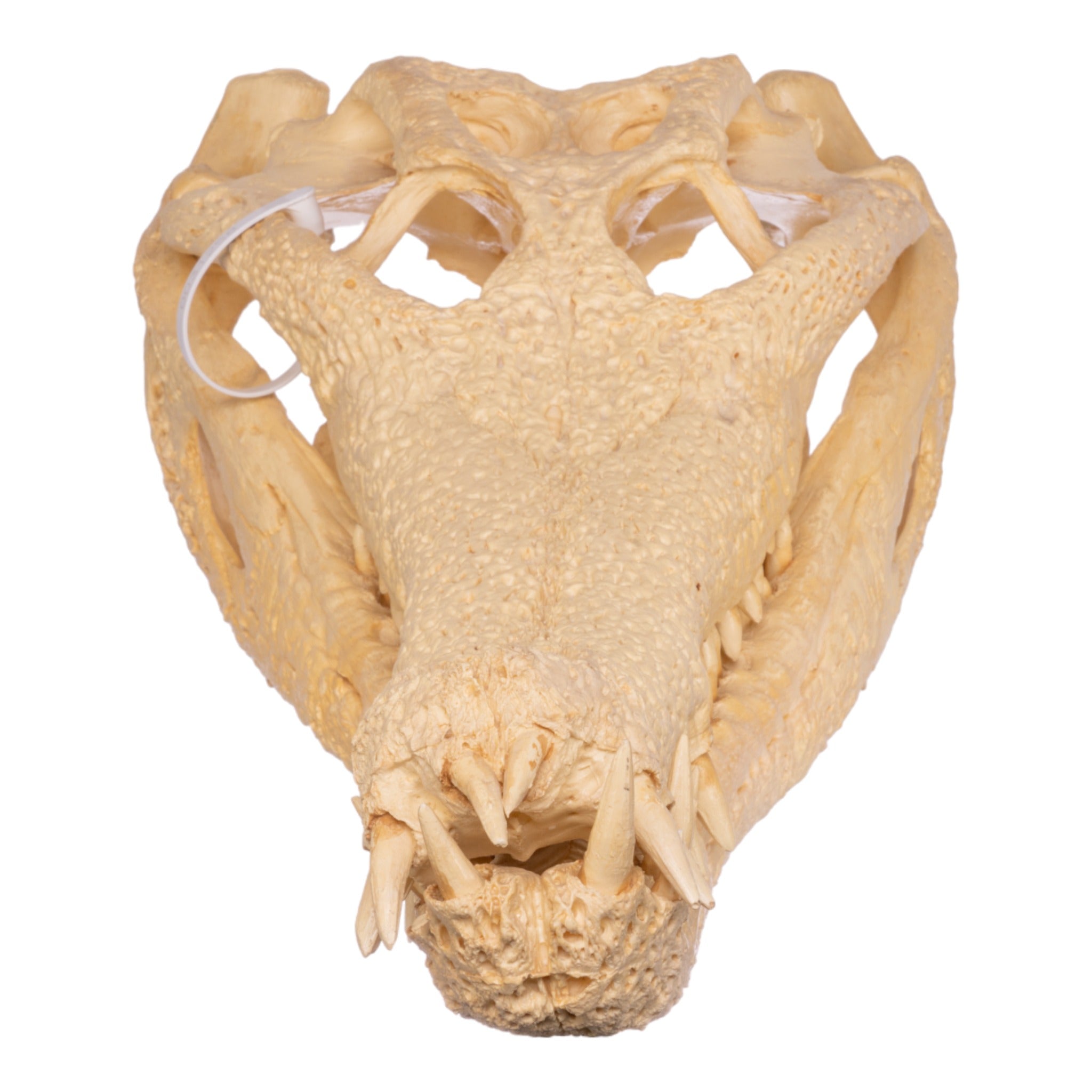 Replica False Gavial Skull (28 in.)