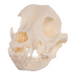 Real Domestic Dog Skull - Cocker Spaniel