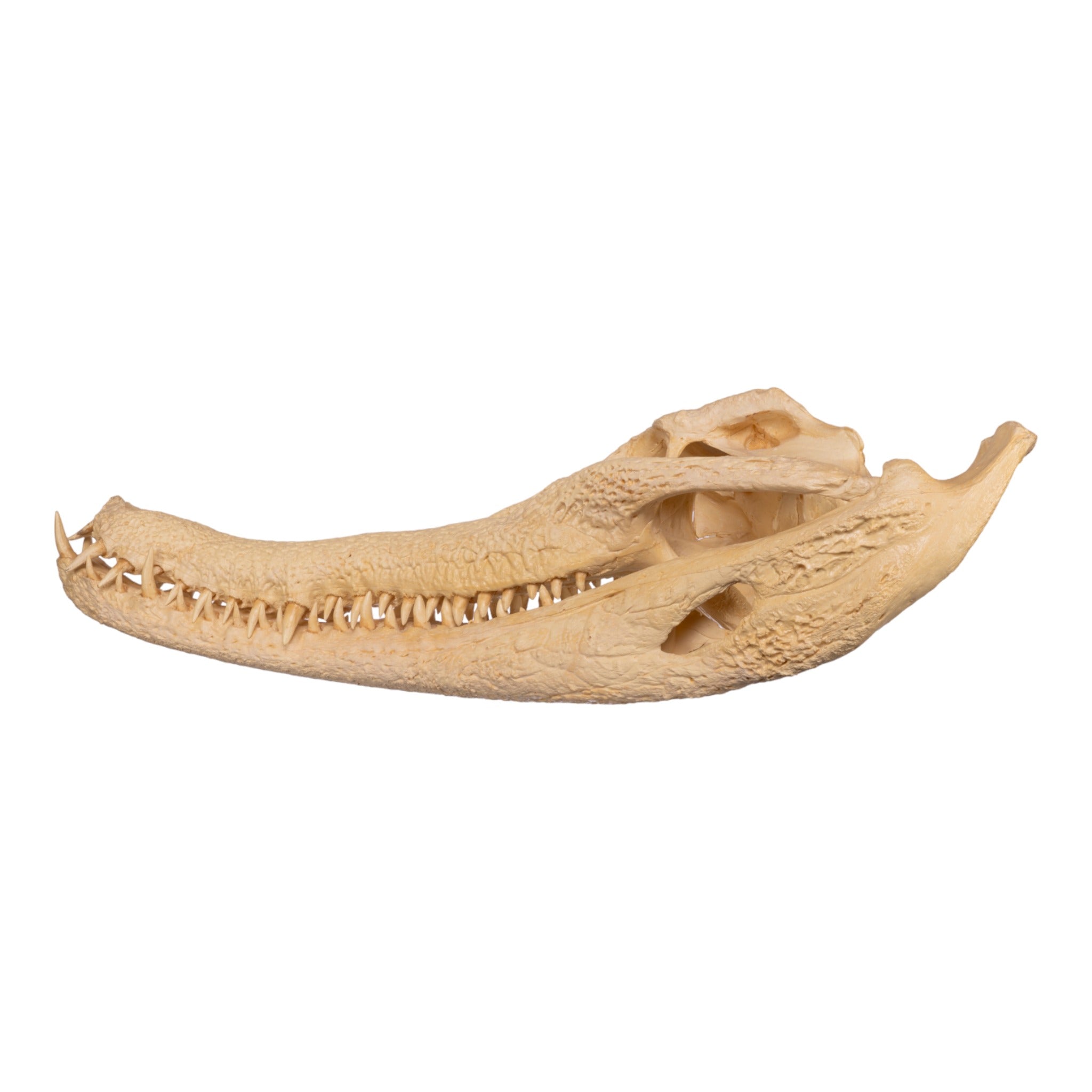 Replica False Gavial Skull (28 in.)