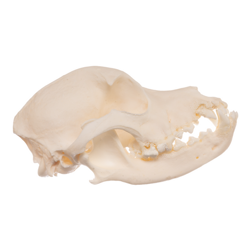 Real Domestic Dog Skull - Cocker Spaniel