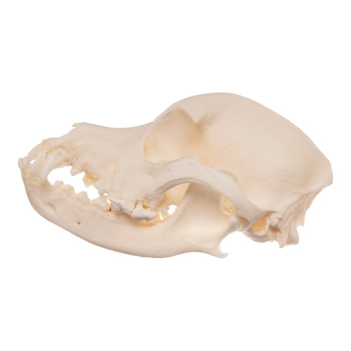 Real Domestic Dog Skull - Cocker Spaniel