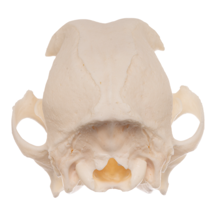 Real Domestic Dog Skull - Cocker Spaniel