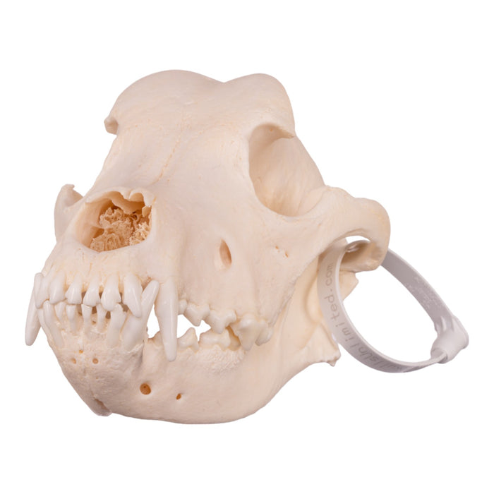 Real Domestic Dog Skull - Rottweiler