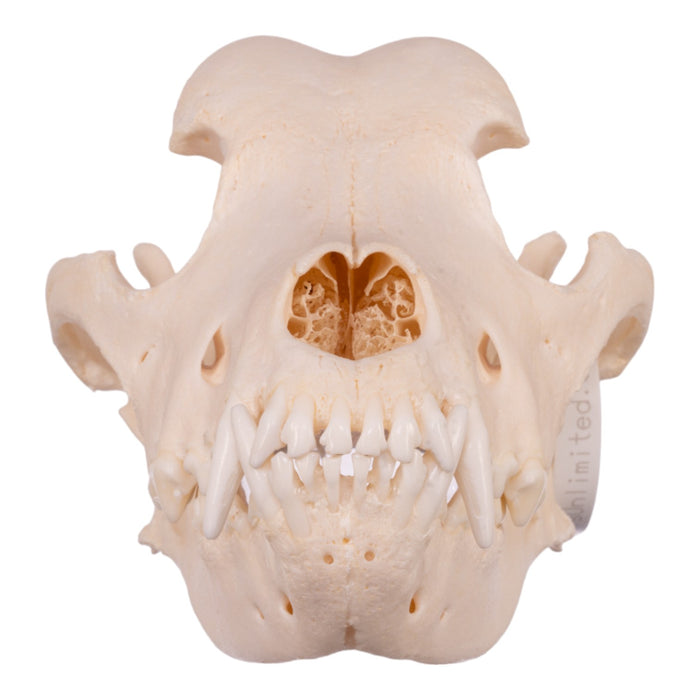 Real Domestic Dog Skull - Rottweiler