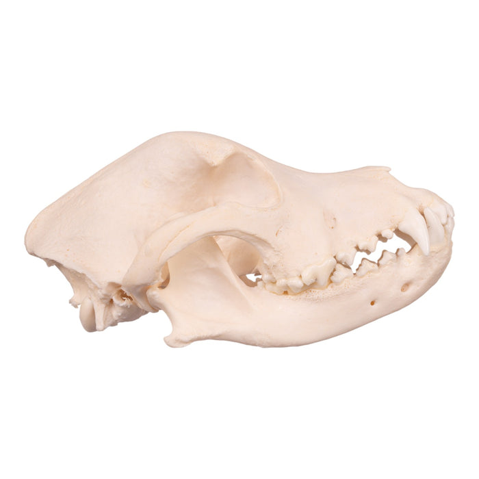 Real Domestic Dog Skull - Rottweiler