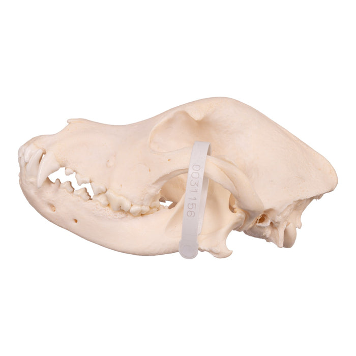 Real Domestic Dog Skull - Rottweiler